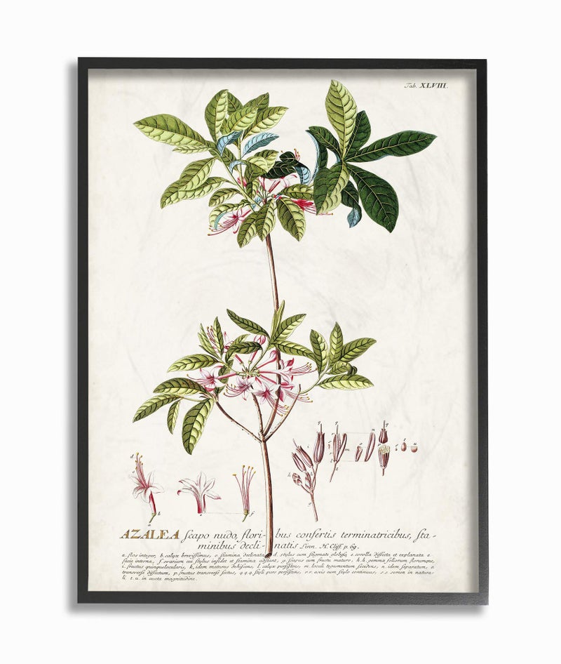 Stupell Industries Botanical Plant Illustration Pink Flowers Vintage Design Black Framed Wall Art, Multi-Color, Model: fap-214_fr_16x20 - Image 1